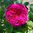 Wenlock - kräftiger Rosenblütenaufstrich - 225g